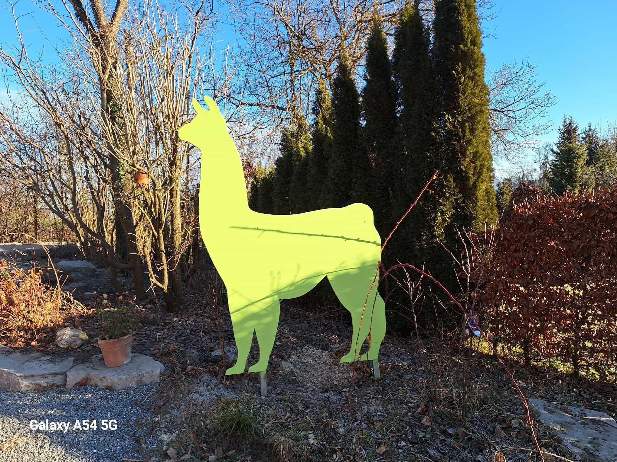 Glückliches Lama Portrait