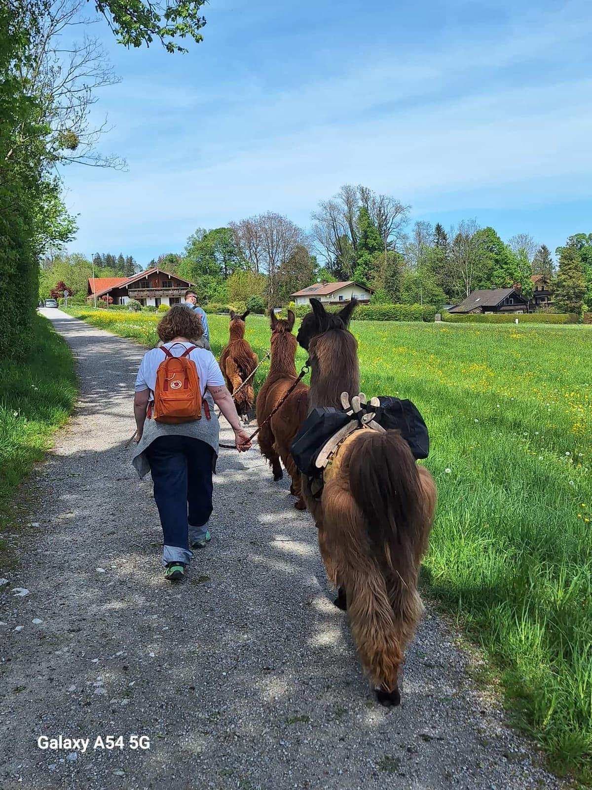 Lama-Trekking in Brannenburg im Inntal bei Rosenheim