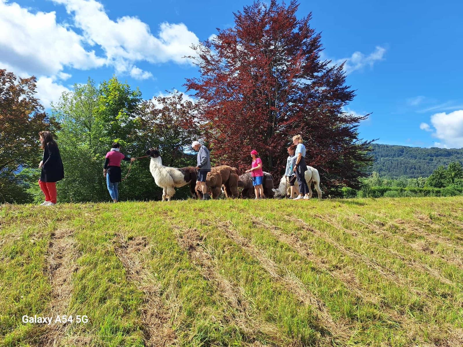 Lama-Trekking durch das Inntal bei Rosenheim