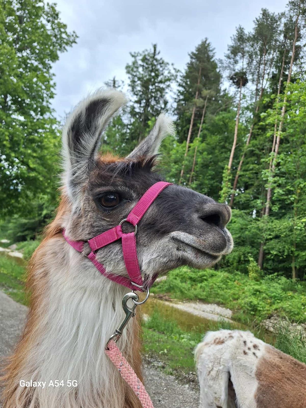 Portrait eines Lamas mit den typischen langen Ohren
