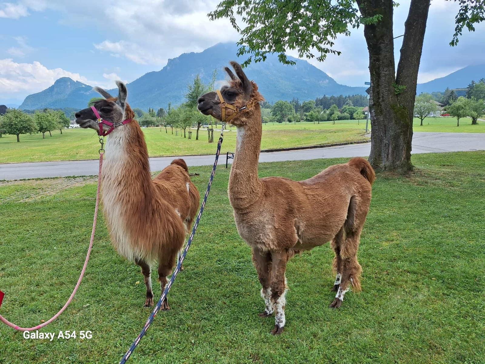 Lamas beim Grasen im herbstlichen Inntal