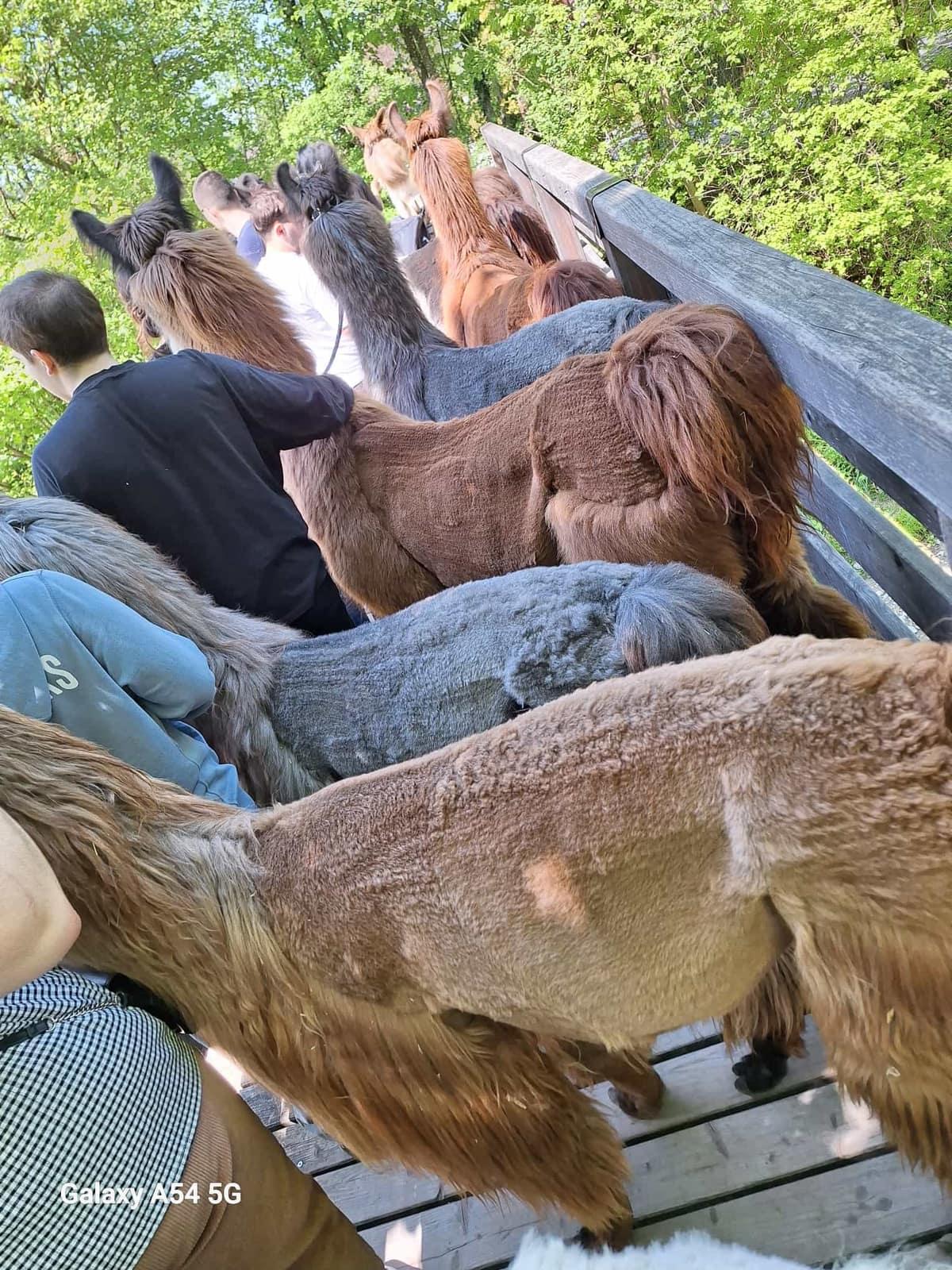 Lamas unterwegs im Spätsommer im Inntal bei Rosenheim
