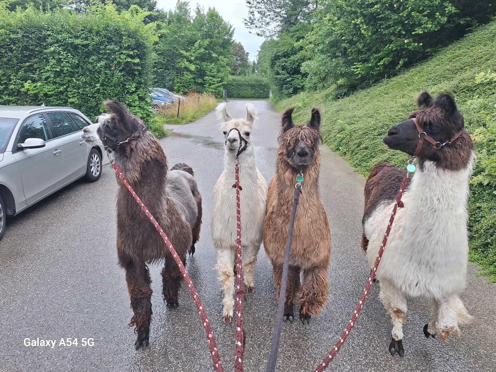 Lama-Trekking im Inntal, ein Tagesausflug von München aus