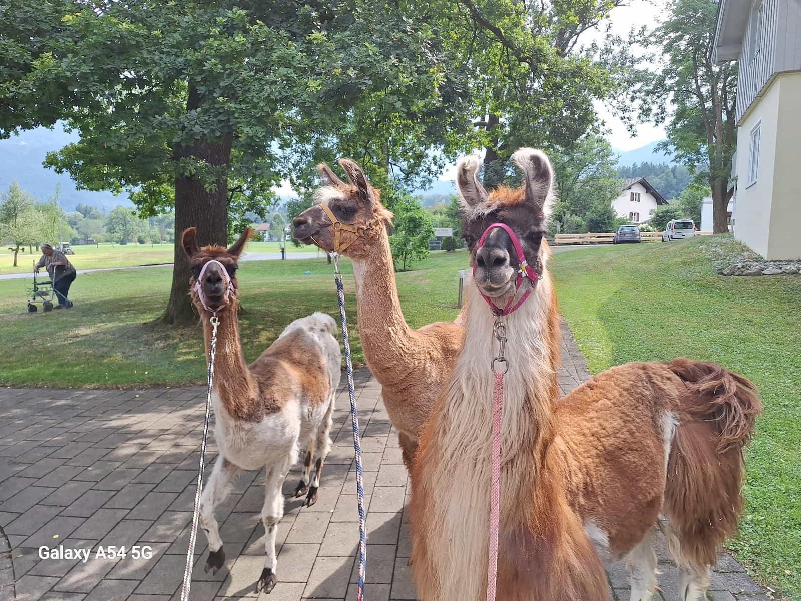 Tiergestützte Intervention mit Lamas im Inntal bei Rosenheim